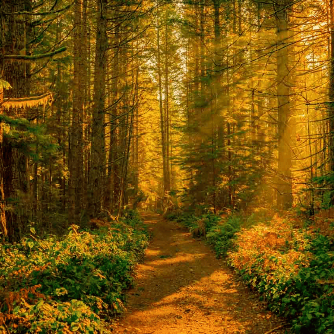 Seek THE WILDNESS for healthy skin and happy life sunlit path in the wild forest